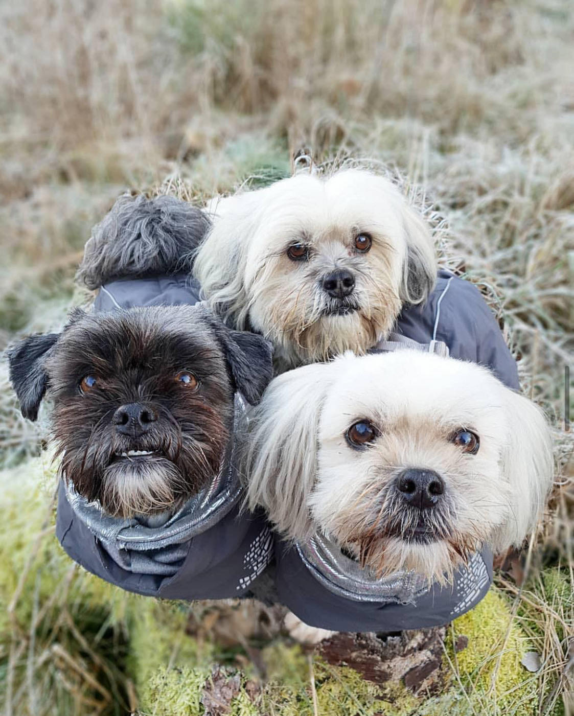 ost forsinke Modtagelig for Tøj Til Små Hunde | Undgå at din hund fryser – Totteland.dk