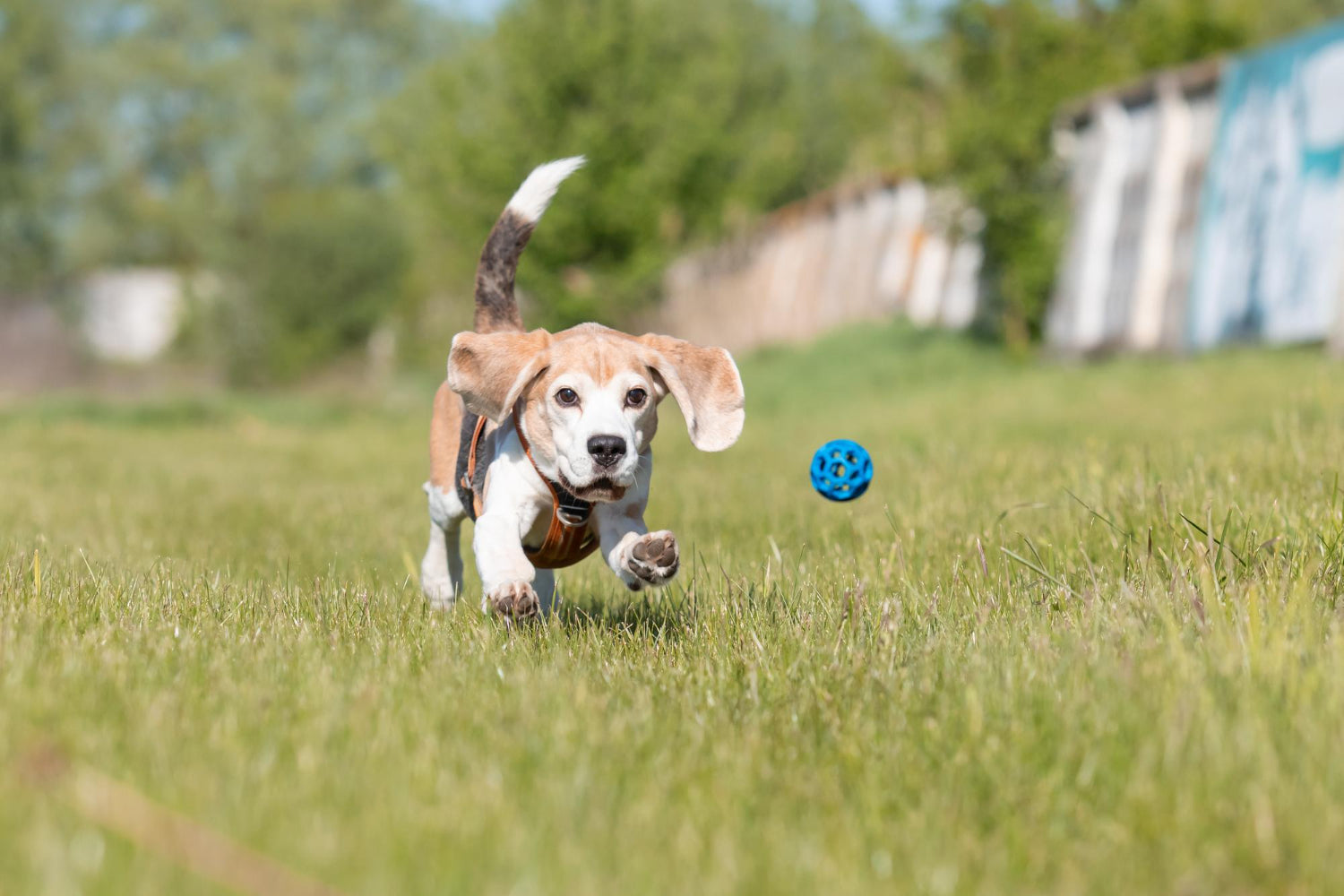 Guide til hundegården