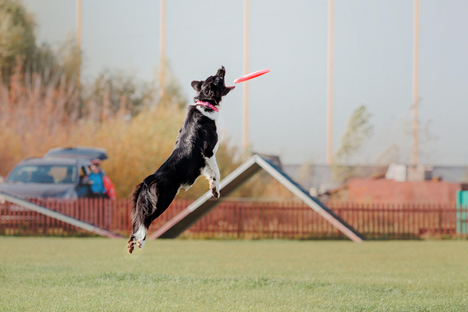 Hvilken hunderace er bedst til agility? Find ud af det her.