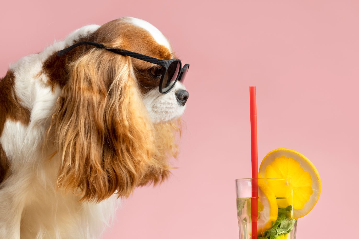 Hvor meget skal en hund drikke?